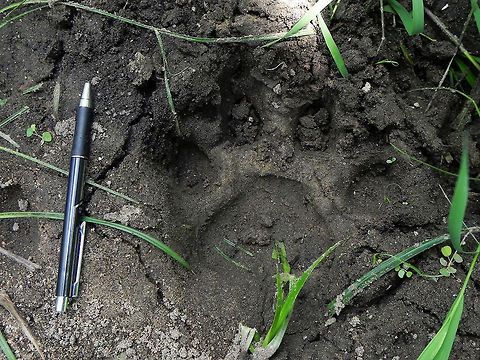 Big foot! Bengal Tiger (Panthera Tigris Tigris) - Declined numbers in the population of these majestic creatures has made it increasingly hard to spot them in the wild. One can consider themselves lucky with a spotting of the elusive big cat in its natural habitat these days.

During one of the Tiger census I participated in, I was lucky enough to accidentally catch a glimpse of a fully grown adult Male Tiger in its territory from a distance of less than 25 ft (only 2 jumps away from the Tiger) - on feet! It was at least 9 ft in length (excl. tail), and was planning a hunt of the Gaurs that were on high alert, only a few yards away from us! Our presence disrupted its plan to hunt, and the Tiger went in to the bushes after staring at us for a few seconds, and then disappeared.

We later tried to find him, but had to find happiness in locating one of its PUG MARKS, as seen in the picture, after a heavy rain the previous day. The pen is for the size reference. The pug mark was over 15 cms in length easily!

Location - somewhere in-between the Mudumalai - Bandipur forest area (more towards Mudumalai). Bengal tiger,Geotagged,India,Panthera Tigris Tigris,Panthera tigris tigris,bengal tiger,big cat,foot,forest,jungle,mudumalai,pug mark,wild