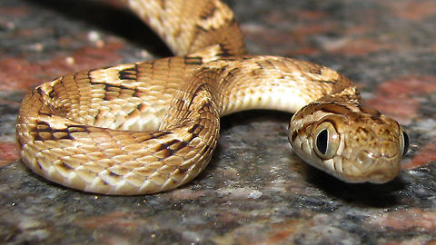 Don't you touch me Common Cat Snake (Boiga trigonata trigonata) - A friend of mine spotted this juvenile snake (about 1 ft in length) crawling in to the grass next to a road, under the light of my bike's headlights, on the way to "Siddarabetta"; a hill in Tumkur. His snake handling skills yielded us a few pictures of the snake before we released it back in to the wild.

This species is not to be confused with the sub-species "Boiga trigonata melanocephala", which is found in Pakistan. Their venom toxicity varies from species to species, and the venom from this snake is not usually harmful to humans. Boiga trigonata,Geotagged,India,boiga trigonata,cat snake,juvenile,night,scales,snake,young