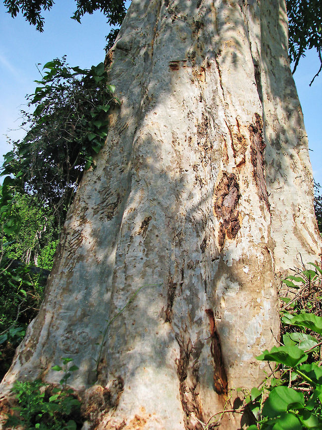 "Scratch" that Neermatti tree (Terminalia Arjuna) and "Rake marks" - a tree which has about 10 pots of water stored in its trunk, fire-resistant bark, and medicinal properties!<br />
<br />
I know about this tree only because of the fact that Bengal Tigers choose this tree to mark their territory in the wild (reason unknown); at least here in South India. There are prominent rake marks on the tree in the picture, and the top most rake mark (horizontal marks by 3 claws) is around 12 ft above the ground level - made by a Tiger in that area!<br />
<br />
It is said that during drought, even Elephants drink water stored in the trunk of this tree. Geotagged,India,Mudumalai,Terminalia arjuna,big cat,forest,marking,neermatti,rake marks,storage,territory,tiger,tree,water