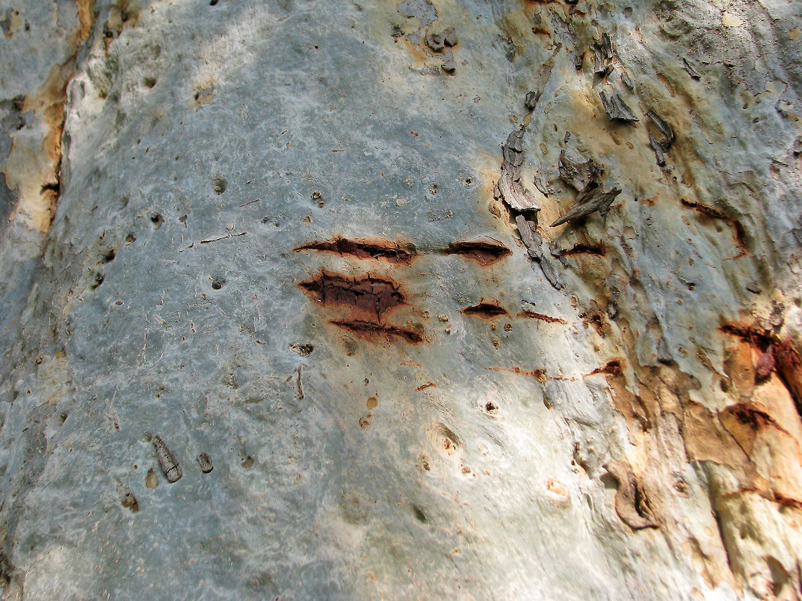 Rake it Neermatti tree (Terminalia Arjuna) - a closeup of a rake mark made by a Tiger on this tree, as a symbol of territory marking. Geotagged,India,Mudumalai,Terminalia arjuna,india,neermatti,rake marks,territory marking,tiger