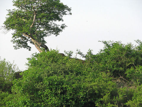 Right there.. In the bush Indian Elephant (Elephas maximus indicus) - Yes, they hide just as easily! They look like tree trunks sometimes, and they even look like boulders laying still, thus blending in to the background. All the right reasons to be extra cautious in the wild. Elephas maximus indicus,Geotagged,India,Indian Elephant,Mudumalai,blend,boulder,camouflage,elephant,india,jumbo