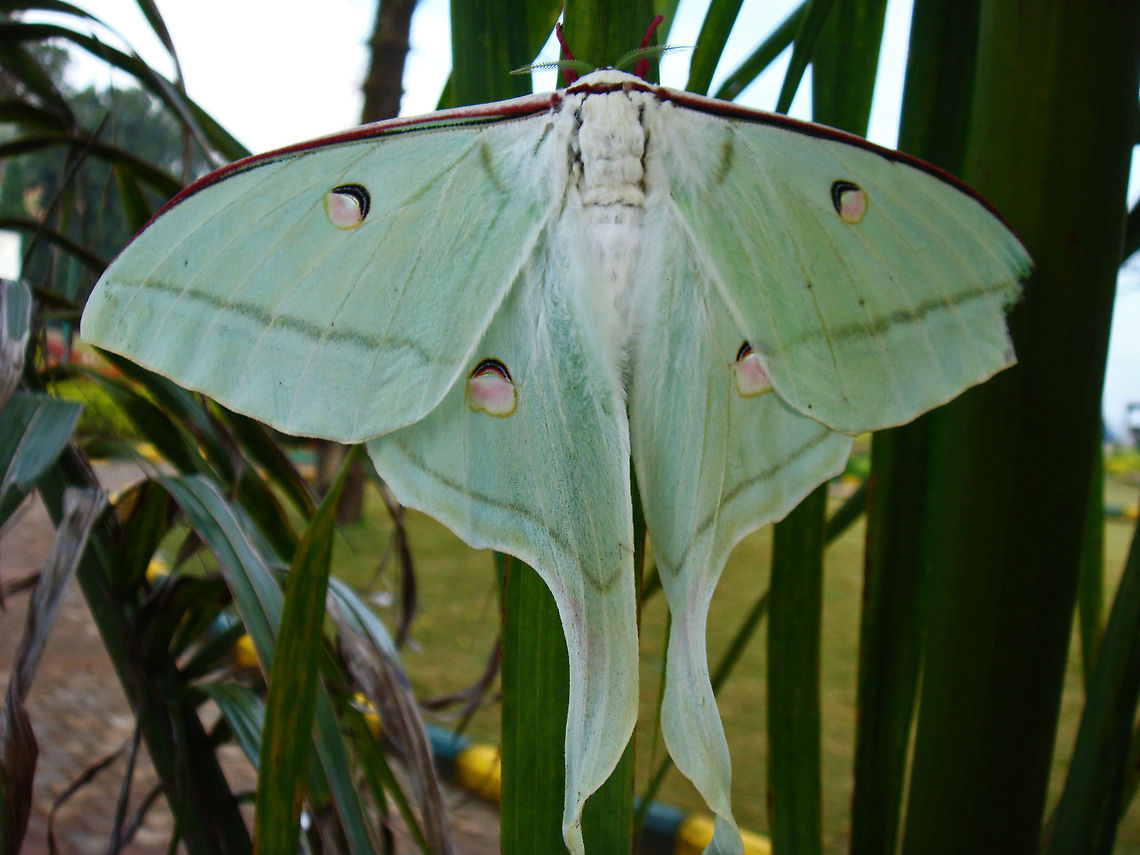 Mayday.. Mayday.. I'm hit! "The Indian Moon Moth" AKA "Indian Luna Moth" (Actias Selene) - Spotted this Moth way back in the year 2008, in Madikeri, Coorg, Karnataka. This was the first time I spotted a Moth, but did not know it was a Moth, and I thought it was a Butterfly instead (Image from my archives).<br />
<br />
Specialty of this Moth:<br />
Indian Luna Moth is the Moth with the most sensitive sense of smell. The male of this species is so sensitive to the female's sex pheromone, that he can trace a female via her scent from as far away as 6 1/2 miles (11 km). Quite a fun loving Moth, I suppose ;) Actias selene,Geotagged,India,Indian Luna Moth,Indian Moon Moth,green,sensitive,wings