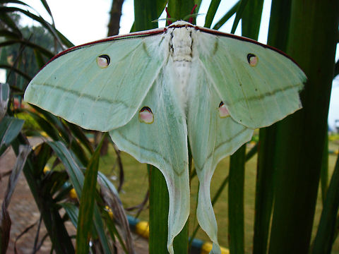 Mayday.. Mayday.. I'm hit! "The Indian Moon Moth" AKA "Indian Luna Moth" (Actias Selene) - Spotted this Moth way back in the year 2008, in Madikeri, Coorg, Karnataka. This was the first time I spotted a Moth, but did not know it was a Moth, and I thought it was a Butterfly instead (Image from my archives).

Specialty of this Moth:
Indian Luna Moth is the Moth with the most sensitive sense of smell. The male of this species is so sensitive to the female's sex pheromone, that he can trace a female via her scent from as far away as 6 1/2 miles (11 km). Quite a fun loving Moth, I suppose ;) Actias selene,Geotagged,India,Indian Luna Moth,Indian Moon Moth,green,sensitive,wings