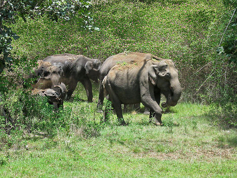 I see water! The Indian Elephant (Elephas Maximus Indicus) - I did not own a camera back in the year 2008, and I had to rely on others for a camera. If I remember correctly, this is the first Elephant image I captured on a digital camera. I, and a few friends were on the way to Ooty, when these Elephants suddenly came in to light from inside the forest in to the open place viewable while traveling. Elephas maximus indicus,Geotagged,India,Indian Elephant,bandipur,forest,jumbo,national park,wild
