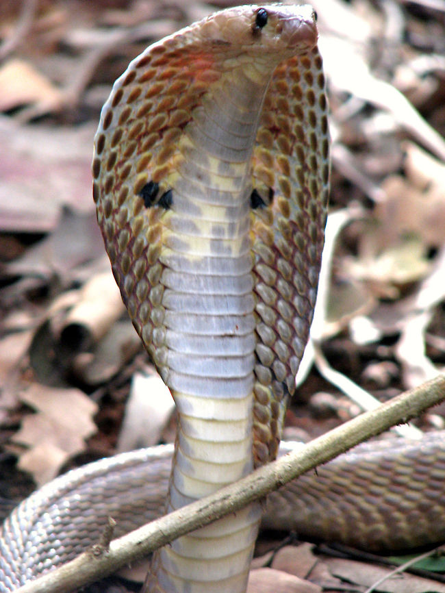 Come and get me. I double dare you! Indian Cobra (Naja Naja) - There are four venomous snakes species causing the most number of snake bites in South Asia (mostly in India). They are referred to as the &quot;Big Four&quot;. Armed with a powerful Neurotoxin and Cardiotoxin, the Indian Cobra dominates the list of the &quot;Big Four&quot;, followed by &quot;Common Krait&quot;, &quot;Russel&#039;s Viper&quot;, and &quot;Saw-scaled Viper&quot; (in descending order).<br />
<br />
Luckily, a polyvalent serum that effectively neutralizes the venom of all of the Big Four snakes is widely available in India and is frequently used to save lives. However, the availability of the anti-venom in time is quite a challenge.<br />
<br />
The Cobra in the pic is one of the adult Cobras (spectacled) a friend of mine rescued a couple of years ago. As a routine, we click several pictures of the rescued Snakes before releasing them in the wild. Geotagged,India,Indian Cobra,Naja naja,bite,cobra,crawl,naja naja,reptile,snake,spectacled,threatened,venom