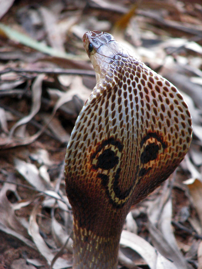 Look in to my Pseudo eyes Indian Cobra (Naja Naja) - This spectacle like pattern on the back of its hood is the primary distinguishing physical characteristics of a Spectacled Cobra from a Monocled Cobra (found in the North-Eastern region of India), and the other Snakes. Cobras spread their hood wide when they are threatened, and raising their hood is the sign that the Cobra is in the striking position (like in the image).<br />
<br />
Click the link below if you wish to read about Monocled Cobra:<br />
<a href="http://en.wikipedia.org/wiki/Monocled_cobra" rel="nofollow">http://en.wikipedia.org/wiki/Monocled_cobra</a> Geotagged,India,Indian Cobra,Naja naja,crawl,hood,reptile,snake,spectacled,venom