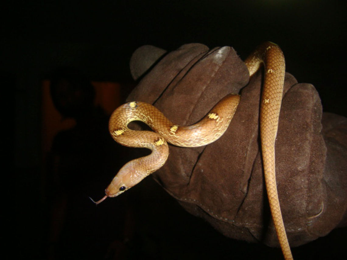 Smell is in the air Indian Wolf Snake (Lycodon Aulicus) - This is a species of non-venomous snake found in South Asia and South-East Asia. The fear they lack to induce from being non-venomous, they induce it with their nasty bite! The glove in the pic should hint you as to how bad its bite is feared.<br />
<br />
P.S. My apologies for uploading a low quality image here. This is what is left of this Snake species images with me after my last hard drive died on me. Geotagged,India,Lycodon aulicus,bite,crawl,non-venomous,wolf snake