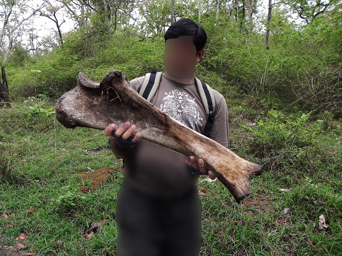 Nope, definitely not mine Thigh Bone (Femur) - is the longest bone in our body, but the bone we see in the the picture above is the femur that belonged to a dead Gaur in the Mudumalai forest, Tamil Nadu.<br />
<br />
This was the only piece of puzzle that was just lying there, and I could not find the rest of the skeleton. Can't really expect more in a Carnivore territory. Bos gaurus,Gaur,Geotagged,India,dead,femur,forest,gaur,hunted,jungle,mudumalai,prey,skeleton,thigh bone,wild