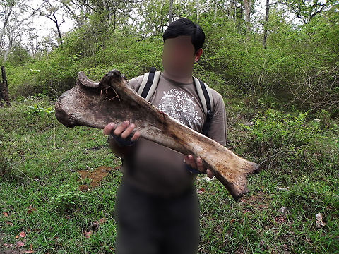 Nope, definitely not mine Thigh Bone (Femur) - is the longest bone in our body, but the bone we see in the the picture above is the femur that belonged to a dead Gaur in the Mudumalai forest, Tamil Nadu.

This was the only piece of puzzle that was just lying there, and I could not find the rest of the skeleton. Can't really expect more in a Carnivore territory. Bos gaurus,Gaur,Geotagged,India,dead,femur,forest,gaur,hunted,jungle,mudumalai,prey,skeleton,thigh bone,wild