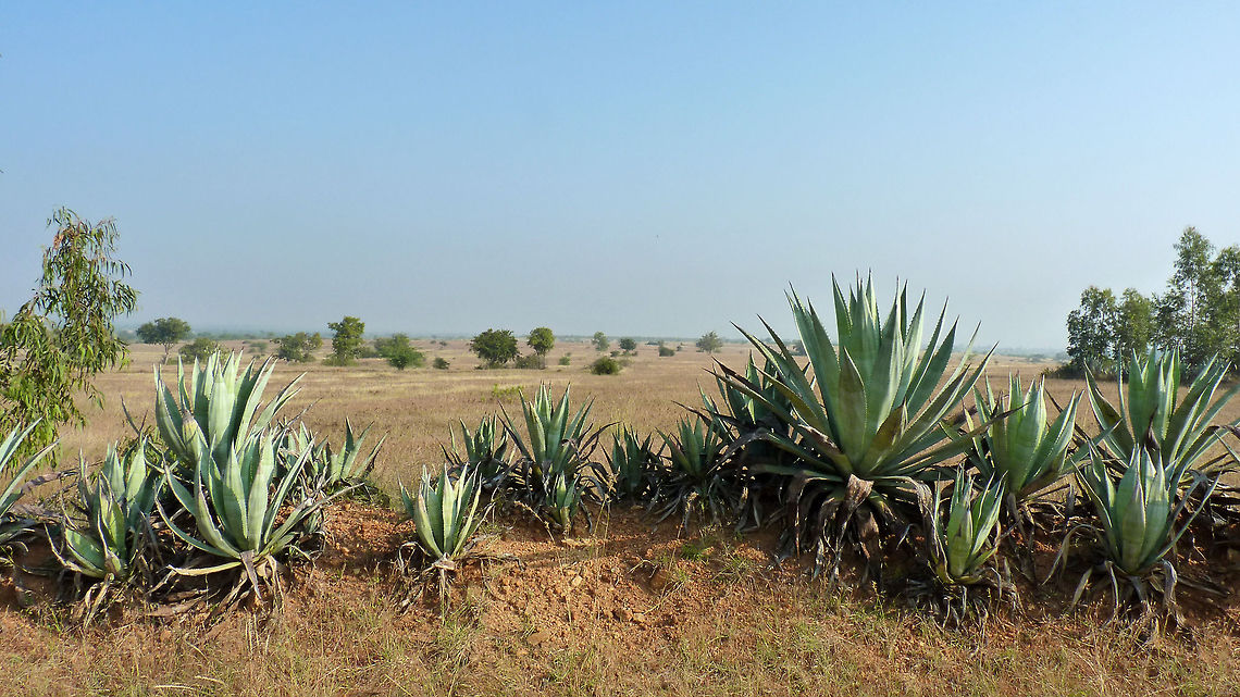 How was the tequila you tasted? &quot;Blue Agave&quot; AKA &quot;Agave Azul&quot; AKA &quot;Tequila Agave&quot; (Agave Tequilana) - is an Agave plant that is native to Jalisco, Mexico.  It is an important economic product of in Mexico due to its role as the base ingredient of tequila, a popular distilled beverage. The high production of sugars, mostly Fructose, in the core of the plant is the main characteristic that makes it suitable for the preparation of alcoholic beverages.<br />
<br />
These plants also grow in several parts of India and are called as &quot;Gandu Bootalay&quot; (pronounced: gun-do boo-taa-Lay) in Kannada language (native to Karnataka, South India). They are mostly considered as weeds, and due to their thorny physical nature, they are used as natural fencing in rural areas to protect crops from large animals, and in many other places as such. Agave Tequilana,Agave tequilana,Geotagged,India,Tequila agave,fructose,gandu bootalay,india,plant,sugar,sweet,tequila,thorns,weeds