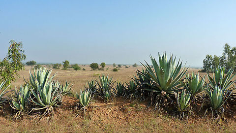 How was the tequila you tasted? "Blue Agave" AKA "Agave Azul" AKA "Tequila Agave" (Agave Tequilana) - is an Agave plant that is native to Jalisco, Mexico.  It is an important economic product of in Mexico due to its role as the base ingredient of tequila, a popular distilled beverage. The high production of sugars, mostly Fructose, in the core of the plant is the main characteristic that makes it suitable for the preparation of alcoholic beverages.

These plants also grow in several parts of India and are called as "Gandu Bootalay" (pronounced: gun-do boo-taa-Lay) in Kannada language (native to Karnataka, South India). They are mostly considered as weeds, and due to their thorny physical nature, they are used as natural fencing in rural areas to protect crops from large animals, and in many other places as such. Agave Tequilana,Agave tequilana,Geotagged,India,Tequila agave,fructose,gandu bootalay,india,plant,sugar,sweet,tequila,thorns,weeds