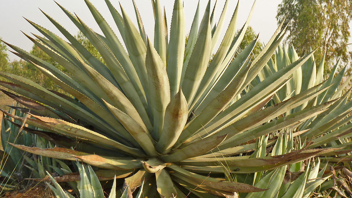 They got me drunk &quot;Agave tequilana&quot; - a close up of the plant. Dried / dying part of the leaves may be a plant infection, but I&#039;m not sure of it. Agave tequilana,Geotagged,India,Tequila agave,agave azul,blue agave,fructose,gandu bootale,india,mexico,plant,tequila,thorns,weed