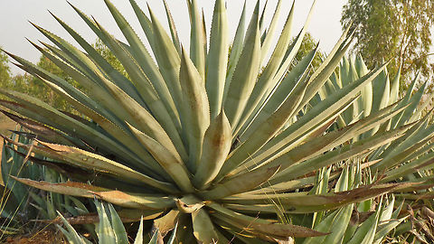 They got me drunk "Agave tequilana" - a close up of the plant. Dried / dying part of the leaves may be a plant infection, but I'm not sure of it. Agave tequilana,Geotagged,India,Tequila agave,agave azul,blue agave,fructose,gandu bootale,india,mexico,plant,tequila,thorns,weed