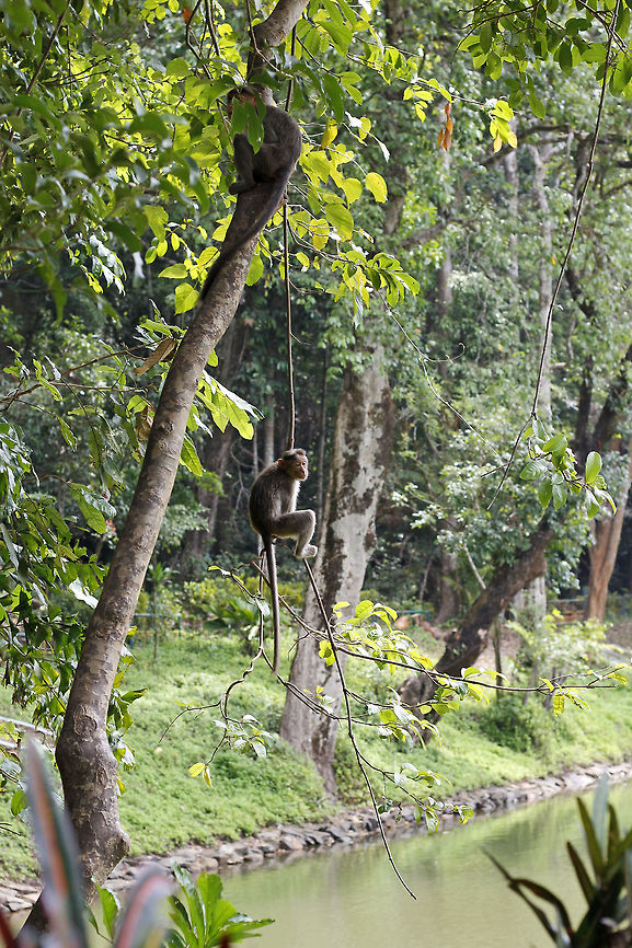 "Hangin' out" with a friend "Bonnet Macaque" (Macaca Radiata) - There's always some eye catching scene when these playful, funny creatures are around. As fun as they are, they can still be dangerous when provoked.<br />
<br />
At the time of clicking this pic, the Macaques in the picture were surprisingly still and I almost did not spot them. We stopped to see the lake for a few seconds, and that is when I spotted them hanging up the tree. Bonnet macaque,Geotagged,India,Macaca radiata,agumbe,common,monkey