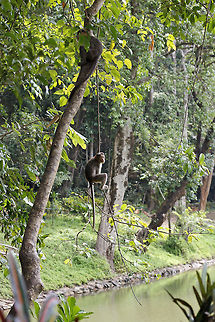"Hangin' out" with a friend "Bonnet Macaque" (Macaca Radiata) - There's always some eye catching scene when these playful, funny creatures are around. As fun as they are, they can still be dangerous when provoked.

At the time of clicking this pic, the Macaques in the picture were surprisingly still and I almost did not spot them. We stopped to see the lake for a few seconds, and that is when I spotted them hanging up the tree. Bonnet macaque,Geotagged,India,Macaca radiata,agumbe,common,monkey
