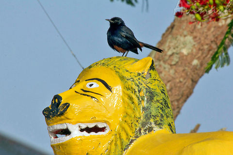 Don't mess with me "Indian Robin" (Saxicoloides fulicatus) - This bird species is widespread in Indian sub-continent and ranges across, Bangladesh, Nepal, Bhutan, Nepal, Pakistan, and Sri-Lanka. The males of northern population have a brown back whose extent gradually reduces southwards with populations in the southern peninsula, having an all black back.

These birds are often found in open scrub areas, and can be spotted perching on low thorny shrubs and rocks. There are two more similar looking birds - "Pied Bushchat" and "Oriental Magpie Robin", but the Indian Robin's long tail is held erect and its chestnut undertail covert and dark body makes it easily distinguishable from the other two similar birds.

These birds have sexually dimorphic plumage, and several populations are named based on their plumage differences. Geotagged,India,Indian Robin,Saxicoloides fulicatus,bird,black,feathers,india,masinagudi,robin,tamil nadu,wings
