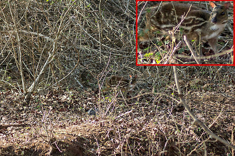 You "Little Goat"! "Barka" (in Kannada) AKA "Indian Spotted Chevrotain" (Moschiola indica) - is a species of even-toed ungulate in the Tragulidae family found in India and possibly Nepal.

Chances of crossing paths with a Tiger are more than spotting one of these little creatures in the wild (mostly because they are very small creatures and are nocturnal). We can see from the image above the reason why they are hard to find. Thanks to my sharp eyes, I spotted this Chevrotain while we were travelling in a car, despite no movements from its side!

The animal was standing at least 15 - 20 ft away from us, stood motionless for a few seconds before it disappeared into the bushes like a tiny rodent.

(Low quality image - downloaded from my account on Facebook) Geotagged,India,Indian Spotted Chevrotain,Masinagudi,Moschiola indica,barka,india,indian spotted Chevrotain,little goat,mouse deer,moyar,tamil nadu