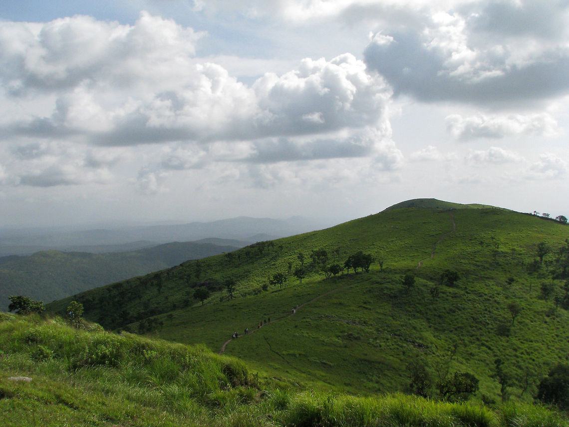Picturesque Himavad Gopalaswamy Betta - is the highest peak in Bandipur National Park.It attracts a large number of trekkers, pilgrims and nature lovers throughout the year.The hill is about 75 Km from Mysore and is located in Chamarajnagar district.<br />
<br />
Himavad Gopalaswamy Betta  is a small hill, in the core zone that can be accessed by a small road through the village of Hangala - north of the national park. Gopalaswamy Betta (betta is hill in Kannada) located inside the forest is a popular trekking spot. Atop the hill is a temple of Lord Venugopala Swamy built seven centuries ago and a travellers&rsquo; bungalow which remains locked now and belonged to the Ruler of Mysore.<br />
<br />
The temple was built in Chola regime and there are 25 tirthas called the chakra tirtha.The area is also frequented by herds of wild elephants. The sobriquet Himavad (fog in Kannada) is because most of the year, there is a veil of mist covering the whole  area , and winds blowing through the trees are  like a song in praise of the lord.  Staying beyond 5:30 PM is not allowed and entry is restricted until 6 AM on all days. These hills are covered with grass and classified as shola forests.The forest is also a treasure trove of a variety of birds, animals and plant species. One may visit this place en-route Mysore. <br />
<br />
Wild Elephant herds are frequent visitors to this hill, and one needs to be very cautious to not engage them in order to avoid getting mangled by the jumbo herd(s). Personally, this is my all time favorite places to visit, and I never get tired of the beauty surrounding this hill. I have lot of memories that I credit to this place.<br />
<br />
More here:<br />
<a href="http://www.karnataka.com/mysore/gopalswamy-betta/" rel="nofollow">http://www.karnataka.com/mysore/gopalswamy-betta/</a> Geotagged,India,bandipur,hill,himawad gopalaswamy betta,india,karnataka,mountain