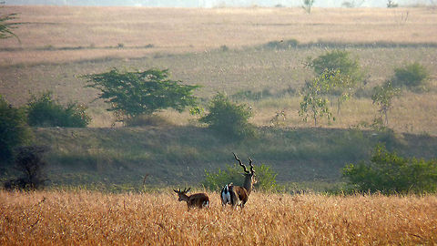 I'm counting on you to "watch our back" "Blackbuck" (Antilope cervicapra) - The "Jayamangali Blackbuck Reserve" near the Mydanahalli village, Tumkur is home to hundreds of Blackbuck population. One visit to this place, and you won't go back disappointed, but the farmlands in this area places these endangered creatures in harms way - humans.

Dozens of these creatures started running away from us in the golden sunlight of dawn when we drove near them in the grassland. It was my first time sighting of these creatures, and I was very happy to see them grazing away at peace, and at a distance that gave us their detailed view!

On my visit to this place several years ago, I found out from a reliable source that some villagers take home the vulnerable new borns of Blackbucks and either sell them off, or have a tasty meal out of them. It is very disheartening to even hear such news. To make the matters worse, this area was pretty much un-protected by forest guards (although they are suppose to protect them). Antilope cervicapra,Blackbuck,Geotagged,India,blackbucks,dawn,india,jayamangali blackbuck reserve,karnataka,mydanahalli,tumkur