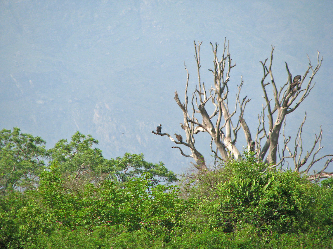 Smelling "death" "Indian Vulture" (Gyps indicus) - s an Old World vulture and is closely related to the griffon vulture, G. fulvus. These scavengers feed mostly on the carcasses of dead animals, which they find by gliding across the sky. They often move in flocks. This reduces their chances of going back home empty stomach. They are among the CRITICALLY ENDANGERED birds in India.<br />
<br />
The birds in the image were at least half a mile away where I clicked this image from in Masinagudi forest area, during the animal census a few years ago. Geotagged,Gyps indicus,India,birds,carnivores,forest,gyps indicus,indian vulture,masinagudi,old world,scavengers,wings