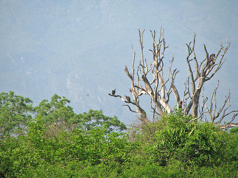 Smelling "death" "Indian Vulture" (Gyps indicus) - s an Old World vulture and is closely related to the griffon vulture, G. fulvus. These scavengers feed mostly on the carcasses of dead animals, which they find by gliding across the sky. They often move in flocks. This reduces their chances of going back home empty stomach. They are among the CRITICALLY ENDANGERED birds in India.

The birds in the image were at least half a mile away where I clicked this image from in Masinagudi forest area, during the animal census a few years ago. Geotagged,Gyps indicus,India,birds,carnivores,forest,gyps indicus,indian vulture,masinagudi,old world,scavengers,wings