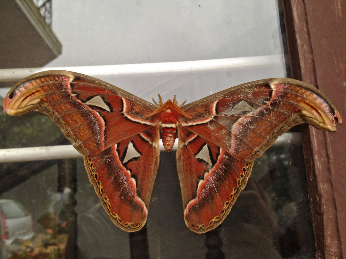 A rough, ladies night &quot;Atlas Moth&quot; (Attacus atlas) - is a large saturniid moth found across South-east Asia in the tropical and subtropical forests, and is common across Malay archipelago. Atlas Moth is the &quot;largest&quot; Moth in the world in terms of wing surface area (around 12&quot;!!). In Taiwan, their cocoons are used as Purses because of their durability.<br />
<br />
Unfortunately, once they are out of their cocoon, they have a very short life span. The purpose of the female Atlas Moth is mainly to reproduce. They often die quickly after they mate and lay eggs (between one and two weeks of its adult life).<br />
<br />
I spotted this beauty in Thadiyandamol, Coorg, Karnataka, India. It is the largest moth I have ever seen! Atlas Moth,Attacus atlas,Geotagged,India,atlas,attacus atlas,beautiful,colors,coorg,fly,india,largest,moth,thadiyandamol,wings