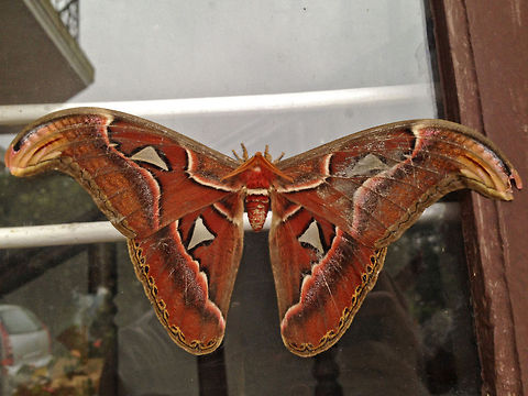 A rough, ladies night "Atlas Moth" (Attacus atlas) - is a large saturniid moth found across South-east Asia in the tropical and subtropical forests, and is common across Malay archipelago. Atlas Moth is the "largest" Moth in the world in terms of wing surface area (around 12"!!). In Taiwan, their cocoons are used as Purses because of their durability.

Unfortunately, once they are out of their cocoon, they have a very short life span. The purpose of the female Atlas Moth is mainly to reproduce. They often die quickly after they mate and lay eggs (between one and two weeks of its adult life).

I spotted this beauty in Thadiyandamol, Coorg, Karnataka, India. It is the largest moth I have ever seen! Atlas Moth,Attacus atlas,Geotagged,India,atlas,attacus atlas,beautiful,colors,coorg,fly,india,largest,moth,thadiyandamol,wings