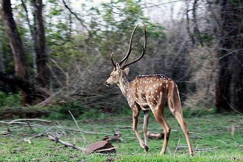 Spotted! Spotted Deer AKA Chital Deer AKA Axis Deer (Axis Axis) - is a deer which commonly inhabits wooded regions of India, Sri Lanka, Nepal, Bangladesh, Bhutan, and in small numbers in Pakistan. The chital goes by various names in India, among which include: chital horin in Bengali, thith muwa in Sinhalese, Jinke in Kannada, pulli maan in Tamil and Malayalam, jinka in Telugu, phutuki horin in Assamese, haran/harin in Marathi, and hiran in Hindi/Urdu (the latter two derived from harini, the Sanskrit cognate for 'deer'). It is the most common deer species in Indian forests.

The word Chital is derived from the Bengali word "chitral" - meaning, "Spotted". I shot this image during one of my wildlife trips to Bandipur. Axis axis,Chital,Geotagged,India,bandipur,deer,forest,india,tiger reserve