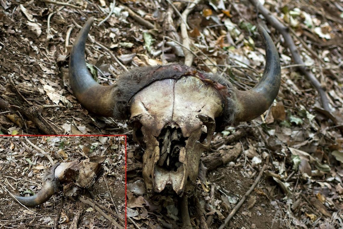 Death to one, life to another The Gaur AKA Indian Bison (Bos gaurus) - I located this skull in Thengumarahada forest area, Nilgiri East, during a census, and as we can see in the image, there was still a bit of flesh left over on the top of the forehead when I found it. The area is home to Tigers, Leopards, and Crocodiles (Mugger), but it is usually Tigers and Crocodiles that hunts adult Gaurs.<br />
<br />
From the look of it, it appears like it may not have been a fully grown Gaur, but a sub-adult. Bos gaurus,Gaur,Geotagged,India,bos gaurus,death,forest,gaur,jungle,kill,nilgiris east,prey,skull,tamil nadu,thengumarahada