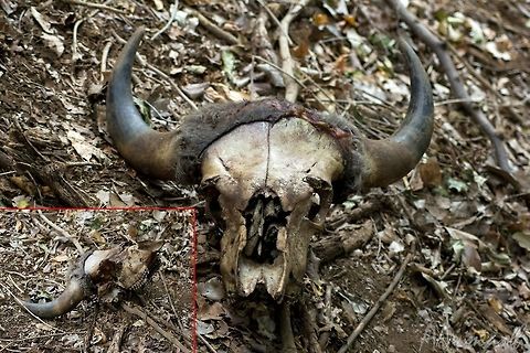 Death to one, life to another The Gaur AKA Indian Bison (Bos gaurus) - I located this skull in Thengumarahada forest area, Nilgiri East, during a census, and as we can see in the image, there was still a bit of flesh left over on the top of the forehead when I found it. The area is home to Tigers, Leopards, and Crocodiles (Mugger), but it is usually Tigers and Crocodiles that hunts adult Gaurs.

From the look of it, it appears like it may not have been a fully grown Gaur, but a sub-adult. Bos gaurus,Gaur,Geotagged,India,bos gaurus,death,forest,gaur,jungle,kill,nilgiris east,prey,skull,tamil nadu,thengumarahada