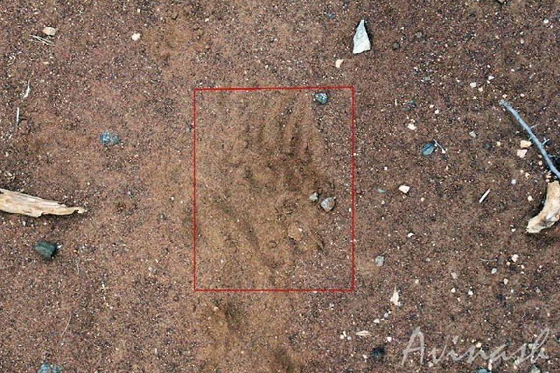 Leaving the tracks behind "The Sloth Bear" AKA "Stickney Bear" AKA "Labiated Bear" (Melursus ursinus) - is a nocturnal insectivorous species of bears found wild within the Indian Subcontinent.<br />
<br />
As we were walking in the forest area of Thengumarahada, documenting the spotting of Elephants' dung and Tigers' scat, their tracks, etc, we heard a growling noise near by. Although from where we were standing (I, a forest guard, and a tribe) we could not see which animal made the noise, we soon realized it was a Bear. We stood very still, breathed very slowly so as to not make any noise from our end. Within seconds, only I saw a Sloth Bear making a quick escape in to the thick bushes and away from us. Sure enough, it had caught our scent in the air from several meters away because the air was blowing in its direction.<br />
<br />
We probably got lucky to have not confronted the bear from a close distance, or it could have proved fatal. We waited for several minutes until the tribe with us ensured that the Bear had left the scene, and we were clear to move forward. As we moved, I was able to locate its tracks down our path, and I took this image.<br />
<br />
(Image recovered from my FB account. Hence the low quality) Geotagged,India,Melursus ursinus,Sloth bear,bear,jungle,nilgiris east,scent,thengumarahada