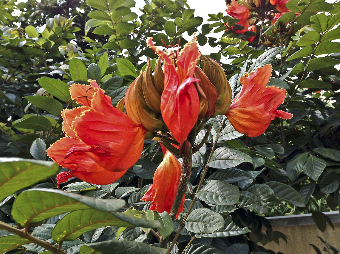 Load, Aim, and Splash! Spathodea Campanulata - &quot;Fountain Tree&quot; AKA &quot;African Tulip Tree&quot; AKA &quot;Pichkari&quot; or &quot;Nandi Flame&quot;<br />
<br />
We call this tree &quot;Neerukayi mara&quot; in Kannada, which roughly translates to &quot;waterbud tree&quot; or &quot;piss-bud tree&quot; (because we sprayed water on other kids shorts / pants to make it look like they pissed their pants) - quite a literal meaning! The flowers of this tree emerge from the very same buds that carry water inside of them, and it attracts birds by storing water and dew drops inside of it before it completely blossoms. <br />
<br />
This tree is a major part of my childhood memories. As children, the buds from this tree as seen in the picture above used to be our water gun. We used to pinch open the front portion of the bud and press the bud with full force to squirt a jet of water to other kids. Smaller size buds contain more amount of water content in them, than the larger ones. Total fun, and a great past time!<br />
<br />
Of-course the tree is more than just a source of entertainment to a bunch of kids. Here are some of its known uses:<br />
As Food - The seeds are edible and used in many parts of Africa.<br />
As Timber - In its original habitat, the soft, light brownish-white wood is used for carving and making drums.<br />
As Poison - The hard central portion of the fruit is used to kill animals.<br />
As Medicine - The bark has laxative and antiseptic properties, and the seeds, flowers and roots are used as medicine. The bark is chewed and sprayed over swollen cheeks. The bark may also be boiled in water used for bathing newly born babies to heal body rashes.<br />
<br />
Unfortunately, the population spike in the city and ever increasing need for more space to build houses, roads, and vehicle parking lots, have made them go almost extinct, except in some places where the trees are protected. It is never easy to watch the memories getting massacred at this rate. Geotagged,India,Spathodea,Spathodea campanulata,african tulip tree,bangalore,fountain tree,karnataka,nandi flame,neerukayi mara,pichkari