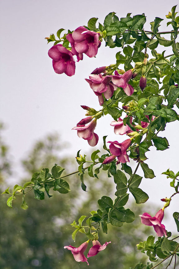Ring my bells.. Botanical name: Allamanda blanchetii<br />
Family: Apocynaceae (oleander family)<br />
Synonyms: Allamanda violacea, Cherry Jubilee, Cherry Allamanda, Purple Allamanda<br />
Common name: Purple Allamanda<br />
<br />
This evergreen tropical vine blooms during summer and fall: glossy point burgundy-brown buds open into fragrant flowers with 5 partially overlapped petals of an unusual tint of pink &ndash; cherry ice cream. Their narrow, funnel-shaped basements are a bit darker. In cool weather the petals change it&rsquo;s color for more saturate.<br />
<br />
They are often used as decorative plants in open areas on and around houses. When they bloom in large numbers, they really are feast for eyes! Allamanda blanchetii,Geotagged,India,allamanda,bangalore,decorative,flora,flower,petals,pink,purple