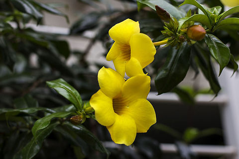 Romance - naturally "Golden Trumpet" AKA "Common Trumpetvine" AKA "Yellow Allamanda" (Allamanda Cathartica) - is a species of flowering vine plant of the genus Allamanda in the family Apocynaceae. It is native to Brazil.

It is cultivated as an ornamental plant for its large, fragrant flowers. It is a vine that requires a trellis or a fence for support. It does not twine, nor does it have tendrils or aerial roots. It can be pruned into a shrub form. If not pruned it can sprawl to a height of 20 feet. It is the official flower of the city "Can&oacute;vanas", Puerto Rico.

Although I see these flowers everyday, throughout their blooming season, and they never fail to captivate me to take new pictures of them. Allamanda Cathartica,Allamanda cathartica,Common Trumpetvine,Geotagged,Golden Trumpet,India,Yellow Allamanda,flora,flower,petals,yellow