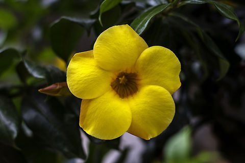 I'm a "star" within! "Golden Trumpet" AKA "Common Trumpetvine" AKA "Yellow Allamanda" (Allamanda Cathartica) - is a species of flowering vine plant of the genus Allamanda in the family Apocynaceae. It is native to Brazil.

A close-up picture of the flower. Allamanda Cathartica,Allamanda cathartica,Common Trumpetvine,Geotagged,Golden Trumpet,India,Yellow Allamanda,flora,flower,petals