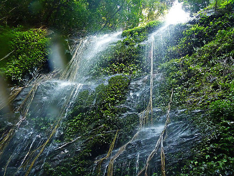 Your camera seems to need a wash.. Hidlumane Waterfalls - is a beautiful waterfall near Nitturu, Hosanagara Taluk, Shimoga. It is at the base of Kodachadri hill, around 10 kms from Nitturu. Being a part of Western Ghats, Karnataka, it truly is a feast for eyes, and it is a fulfilling experience to stand under its falling water which is ice cold, as it flows all the way from the mountain ranges beneath.

Some people know about this waterfall because it lies directly in the trek path to the Kodachadri hill, and is definitely a welcome refreshment for trekkers, as what lies ahead of this point is the sweat draining, energy burning continuation of the trek for another hour and a half (at least) before reaching the destination / summit. One needs to be in a good shape in order to attempt a trek to Kodachadri hill, or they might feel the lack of expressions for the pain every single step uphill inflicts, especially during summer. Not to mention the place turning in to Leech infested hell in the rainy and winter seasons!

For those people who do not want to trek, but simply want to pay a visit to the temple atop the summit of Kodachadri, there may hire a private 4x4 vehicle (Jeep) available at the village at the foothill. Make sure your pockets are big to afford a journey (to and fro) by one of those vehicles.

All in all, it is an adventurous place to trek, and it will be a memory you won't regret recalling every once in a while, provided all goes well. Geotagged,India,hidlumane falls,hill,hosanagara taluk,india,karnataka,kodachadri,nitturu,shimoga,water,waterfall,western ghats