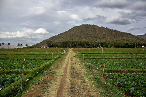 Never enough land "Thengumarahada", Nilgiris East, Tamil Nadu - a part of the forest area utilized by villagers for cultivation of crops. Geotagged,India,agriculture,crops,cultivation,foothill,forest,hills,jungle,kodanadu,tamil nadu,thengumarahada,tiger reserve