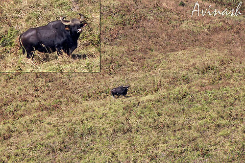Time to disappear! The Gaur AKA "Indian Bison" (Bos Gaurus) - Judging by its physical characteristics and that it is alone, the Gaur in the image is a male [Gaur herds are lead by female Gaurs (matriarchy)]. I spotted this lone ranger on top of the Brahmagiri hills, during our trek there (me and a group of friends).

The bull was nearly half a mile away from our location, but he was able to hear even the tiniest of the sounds we made, which is when we appeared in its radar and it started looking in our direction. That is when I clicked the image, and then we all sat on the ground silently until the Gaur walked away in the opposite direction and soon disappeared in to the thick canopy near by. Bos gaurus,Gaur,Geotagged,India,animal,bos gaurus,brahmagiri hills,bull,gaur,jungle,kodagu,western ghats,wild
