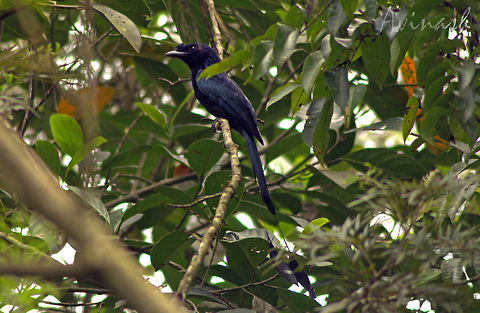 Black Beauty "The Greater Racket-tailed Drongo" (Dicrurus paradiseus) - is a medium-sized Asian bird which is distinctive in having elongated outer tail feathers with webbing restricted to the tips. They are conspicuous in the forest habitats often perching in the open and by attracting attention with a wide range of loud calls that include perfect imitations of many other birds. It has been suggested that these imitations may help in the formation of mixed-species foraging flocks, a feature seen in forest bird communities where many insect feeders forage together.

I was walking with a friend on his Pepper field, when I heard different bird calls in a very short time interval. Suddenly, my eyes got locked on to a black bird which I initially thought was a Crow. However, I was sure that it wasn't a Crow because the calls it made and its body size were very different. I went in pursuit of this bird deep in to the fields, looking at the branches of the tall trees I was surrounded by. Finally, my search yielded a sight of this talented bird!

It was my first time spotting a Drongo, and I was surprised to see and hear it making imitations of many bird calls! This amazing ability of the bird is what makes it special, and an interesting bird species to study more about. Its distinctive tail is what makes it effortless to properly identify this bird. This widespread species includes populations that have distinct variations and several subspecies have been named. The nominate form is found in southern India, mainly in forested areas of the Western Ghats and the adjoining hill forests of peninsular India. Dicrurus paradiseus,Geotagged,Greater racket-tailed drongo,India,bird,black,feathers,imitation,mimicry,tail,western ghats,wings