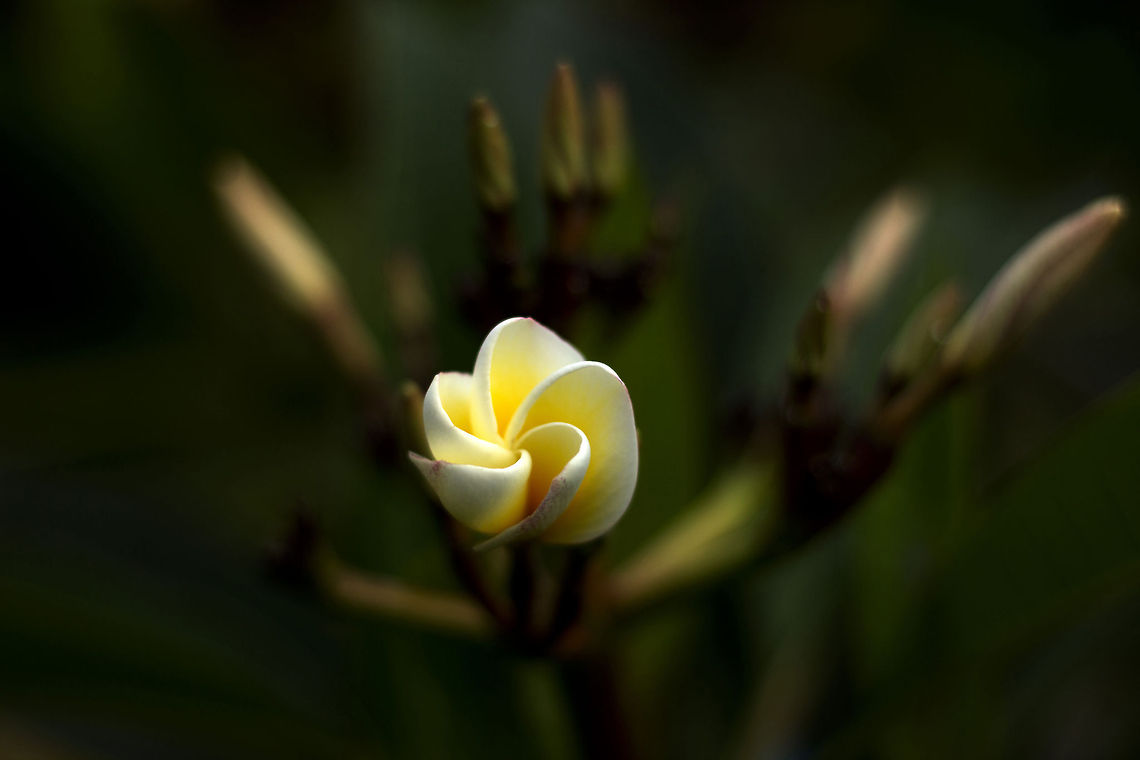 I want to be seen.. "Plumeria Obtusa" - commonly known as Frangipani is a flower native to Central America, but is cultivated widely for its ornamental, mesmerizing fragrant flowers, all round the globe. It grows in suitably warm climate, and it is an instant attention grabber; especially at the blooming stage!<br />
<br />
This flower is called "KaaDu Sampige" in KannaDa (native language of Karnataka, South India). Geotagged,India,Pagoda tree,Plumeria obtusa,bangalore,butter,cream,flora,flower,frangipani,india