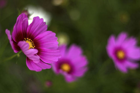 A colorful day Cosmos Bipinnatus - one of the flowers that had remained unknown to me until my DSLR, and Wikipedia. The very look of the flower indicates its ornamental value, and the beauty it with-holds is very capable of grabbing the on-lookers' attention. Cosmos bipinnatus,Garden Cosmos,Geotagged,India,bangalore,beautiful,cubbon park,flora,flower,india,ornamental,pink