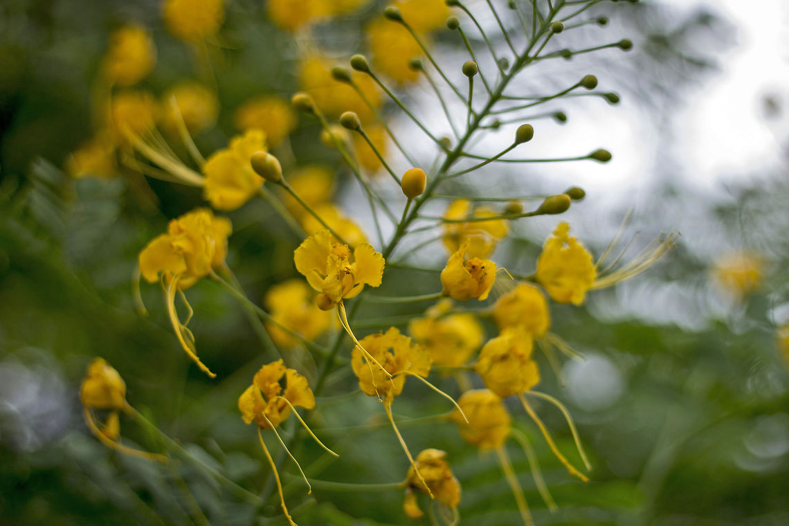 Shower of Gold! "Senna Siamea" (closest species match)<br />
<br />
Common Name : Siam Cassia<br />
Origin : Malaya<br />
Flowering Season : Most part of the year<br />
Vernacular Name : Seeme Tangdi<br />
Brief Description : This species is planted as an ornamental and well suited for gardens and parks as it is not a very large tree. The yellow flowers and pods are borne in clusters. Pods are flat and occur simultaneously with the flowers. Parakeets can be seen feeding on the seeds by evicting them from the flat pods. It does very well even in hot, arid conditions and hence of great use in afforesting hot arid areas. This fast growing, evergreen species can be propagated from seed. The larvae of the Emigrant butterfly Catopsilia sp. feed on the leaves of this species.<br />
<br />
P.S. - I found the above written details on the flower and its tree, online.<br />
<br />
There are three similar looking species of this flower, and the flower species in the picture may be "Cassia Spectabilis", but I'm not sure. Geotagged,India,Senna Siamea,beautiful,cassia,flora,flower,golden,ornamental,yellow