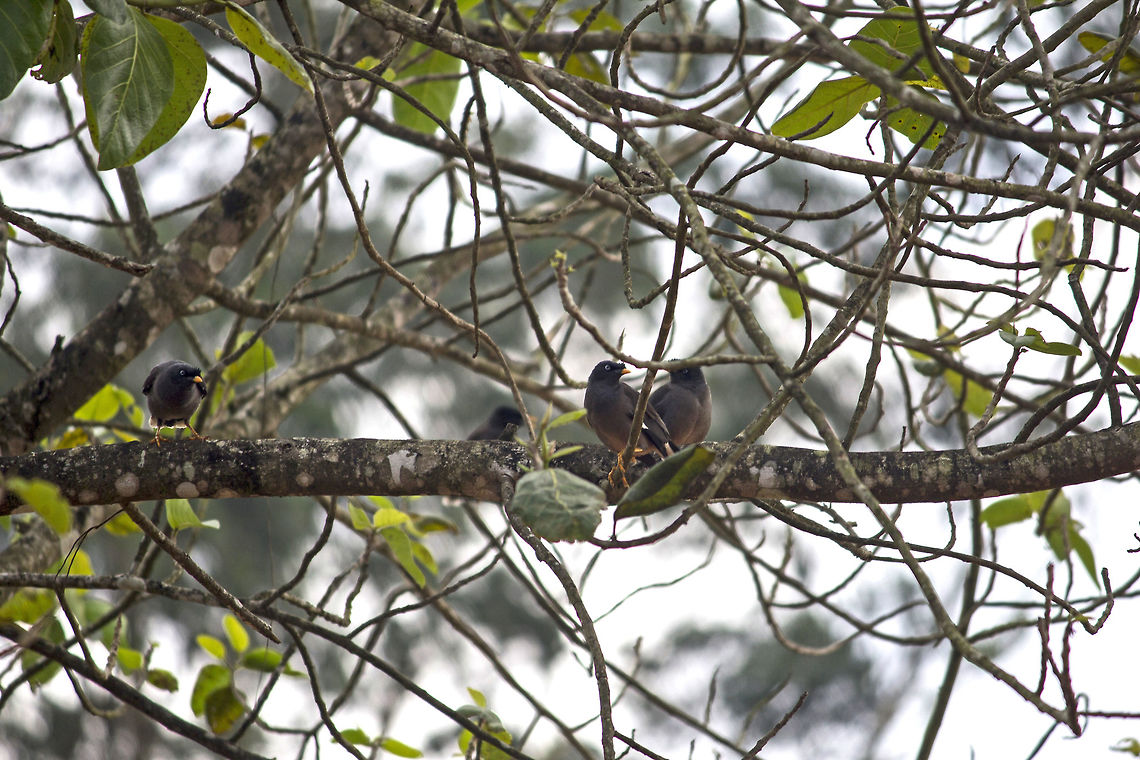 Oh, my Mynah.. These are the angry looking, Asia's native birds - Common Mynah. However, the birds in the image above may not be that common after all. While trying to identify these birds, I found out that it is visually impossible to distinguish between a Male Mynah and a female Mynah.<br />
<br />
If you look at the images of "Common Mynah" online, the search results will bring up the images of Mynahs that have a yellow spot around their eyes, which is completely missing in the birds in the above pic. After spending several minutes on trying to confirm if these were a different species of birds, I ended up finding one other link online that described these birds as "Common Mynah". These probably are a sub-species of the common ones, but I'm not certain of it.<br />
<br />
STORY:<br />
On my recent trek to "Nishani BeTTa", Coorg, we had to stop at one other location near to the destination; a small village, where I found these playful little angry looking birds. At the time of clicking their images, I did not know which species these birds belonged to, until now. They were restless, and hyper active, but I don't think I heard their call.<br />
<br />
These territorial birds that are extremely well adapted to urban environments are known to perfectly mimic human speech, which I find fascinating! Acridotheres tristis,Common myna,Coorg,Fall,Geotagged,India,Karnataka,mynah,yellow spots