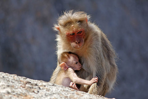 Food time Bonnet Macaque - Females of this species, like most of the mammals, breastfeed their young ones, and carry them around until they reach a certain age. The bonnet macaque, like other macaques, shares a linear dominance hierarchy; the 'alpha' male is the most dominant male of the troop, followed by a 'beta' male and a 'gamma' male, and so on according to their dominance. Similarly, females also follow this linear herarchy. The male and female hierarchies are different and of a nonoverlapping or nonmixing types. Males are usually dominant over females.

The females' dominance hierarchy is stable , whilst the males' dominance hierarchy is very dynamic. Fights among dominant males are often resolved easily, but when they don't, things turn brutal, or even fatal. Bonnet macaque,Geotagged,India,Macaca radiata,breastfeed,monkeys,young