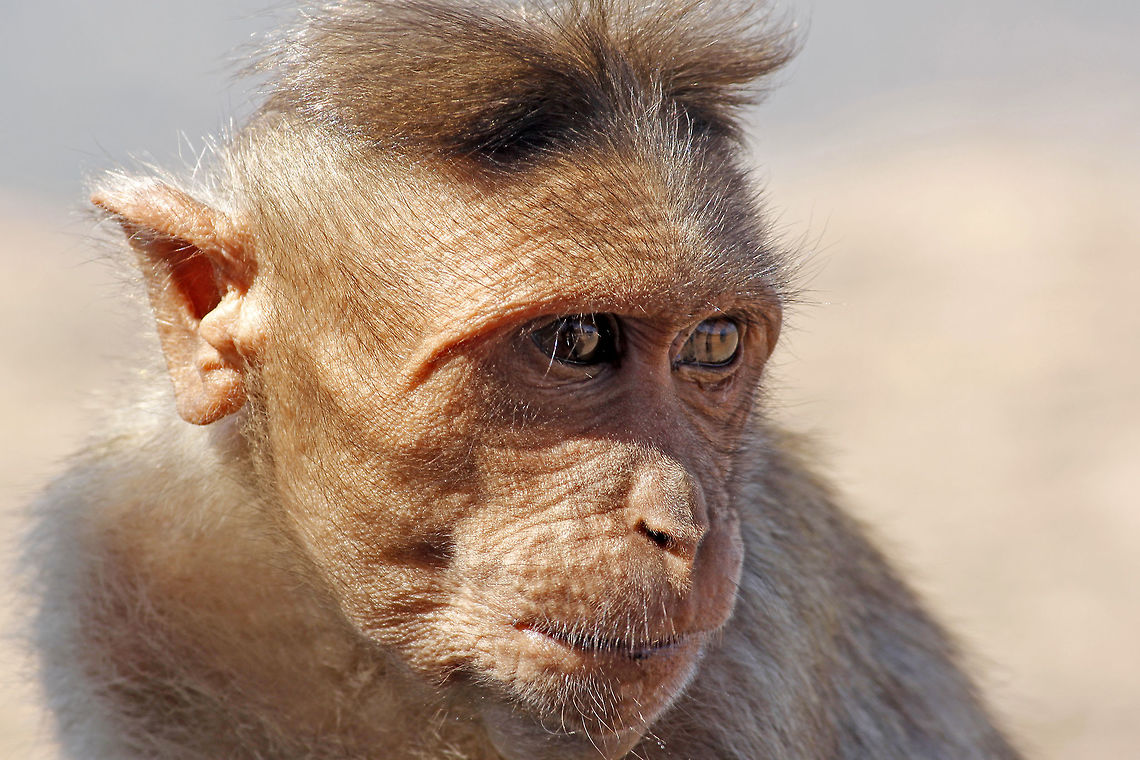 Between reminiscence.. &quot;Bonnet Macaque&quot;<br />
<br />
I framed this image during my recent visit to a &quot;holy&quot; place (a hill) called Shivaganga, less than 45 mins drive from my place, and more than an hour and a half long hike to the top of the hill from the bottom (1,368 m high). The hill gets its name because it appears like Shiva-lingam when seen from a distance, and a small stream locally named &quot;Ganga&quot; used to flow / flows alongside the hill.<br />
<br />
Also, when it is seen from another side, it looks like &quot;Nandi&quot;; another hindu god (a bull that&#039;s worshipped). Find more info. on the place here:<br />
<a href="http://en.wikipedia.org/wiki/Shivagange" rel="nofollow">http://en.wikipedia.org/wiki/Shivagange</a><br />
<br />
Bonnet Macaques can be found in large numbers all over the hill, and they are very mischievous when hungry. They readily snatch whatever people carry with them, or at least they try to. One should be careful of their belongings while walking in their territory. They mostly look for food from the visitors to the hill, and aren&#039;t dangerous normally. Bonnet macaque,Geotagged,India,Macaca radiata,monkey,old world,shivagange