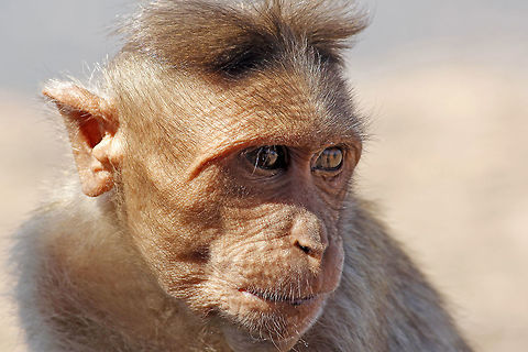Between reminiscence.. "Bonnet Macaque"

I framed this image during my recent visit to a "holy" place (a hill) called Shivaganga, less than 45 mins drive from my place, and more than an hour and a half long hike to the top of the hill from the bottom (1,368 m high). The hill gets its name because it appears like Shiva-lingam when seen from a distance, and a small stream locally named "Ganga" used to flow / flows alongside the hill.

Also, when it is seen from another side, it looks like "Nandi"; another hindu god (a bull that's worshipped). Find more info. on the place here:
http://en.wikipedia.org/wiki/Shivagange

Bonnet Macaques can be found in large numbers all over the hill, and they are very mischievous when hungry. They readily snatch whatever people carry with them, or at least they try to. One should be careful of their belongings while walking in their territory. They mostly look for food from the visitors to the hill, and aren't dangerous normally. Bonnet macaque,Geotagged,India,Macaca radiata,monkey,old world,shivagange