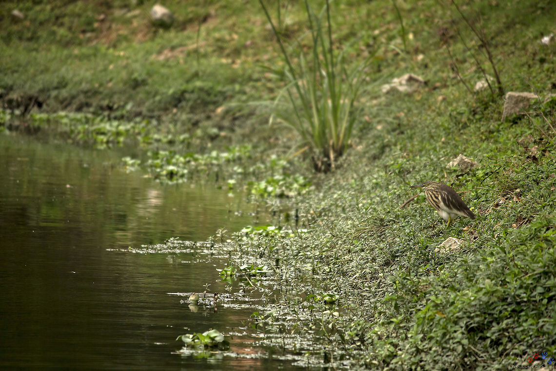 Did you miss me? &quot;Indian Pond Heron&quot; AKA &quot;Paddybird&quot; (Ardeola Grayii)<br />
<br />
This species of Heron is commonly found in India. They often sit patiently on river beds, edge of ponds, and other such water sources, waiting for their meal to swim closer to them. When they do, the Heron uses its lightening fast fast strike to grab its prey out of the water, and have a happy meal. They mainly feed on small - medium sized Fishes and Frogs.<br />
<br />
They are also found to glide above the water, sometimes swim on water, in order to drive the fishes / frogs towards the shore, then wait on the shore to catch them. Evolution has surely taught them great fishing skills!<br />
<br />
I have shared this image to show just how easy it is to miss out on these birds even when they are only a couple of feet away from us. They are well camouflaged, nest on trees, and are great at finding their food. Ardeola grayii,Geotagged,India,Indian Pond Heron,Winter,bangalore,india,jp park,paddybird