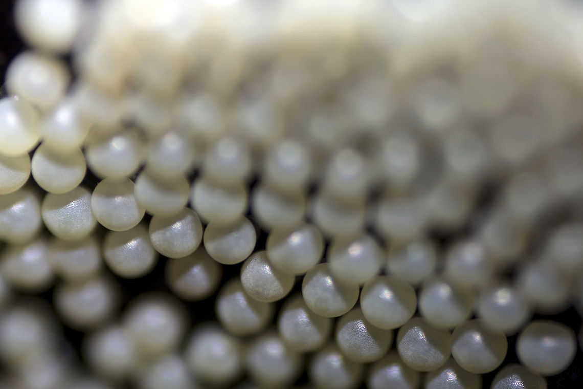 Eggstrodinary! Amata Passalis AKA Tiger Moth (Sandal Defoliator) - is a species of Moth that are found in several parts of India. They are very common especially in South India.<br />
<br />
These eggs (~2 days old) are of a Tiger Moth, and I couldn&#039;t think of a better way to click their pic other than an extreme closeup. This high quality image of the eggs has good surface details. Watch it in full screen and zoom in! Amata Pasallis,Amata passalis,Bangalore,Eggs,Geotagged,India,Moth,Tiger moth,moth week 2018