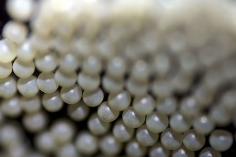 Eggstrodinary! Amata Passalis AKA Tiger Moth (Sandal Defoliator) - is a species of Moth that are found in several parts of India. They are very common especially in South India.

These eggs (~2 days old) are of a Tiger Moth, and I couldn't think of a better way to click their pic other than an extreme closeup. This high quality image of the eggs has good surface details. Watch it in full screen and zoom in! Amata Pasallis,Amata passalis,Bangalore,Eggs,Geotagged,India,Moth,Tiger moth,moth week 2018