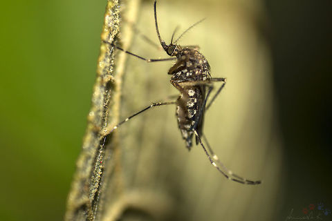 Want some Dengue? AEDES AEGYPTI - This life form needs not much introduction other than its common name - DENGUE mosquito. Claiming thousands of lives a year, this billion-dollor disease causing breed of deadly flies is easily one of the most feared mosquitoes yet, apart from the Malaria causing mosquito (female Anopheles).

It has a characteristic bright-white spots all over its body, and its legs are striped with white over what appears to be black / brown in color.

If you locate too many of these blood suckers around you, you may be a potential patient to a nearby hospital. Not that you aren't aren't at risk if you find only one or two of these. Aedes aegypti,Dengue,Geotagged,India,Mosquito,Summer,aedes aegypti,bangalore,bite,disease,insect